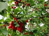 Kirschbaum