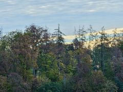 Dürreschäden im Wald Sommer 2026