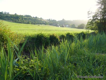 Hochwassserschutz Neckarkatzenbach - Krebsbach