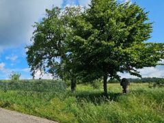 Standort Solarpark Neurott Neunkirchen