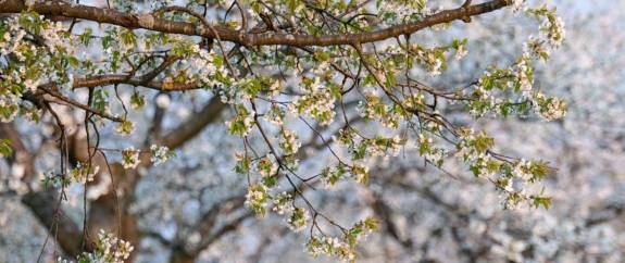 Slider Kirschblüte