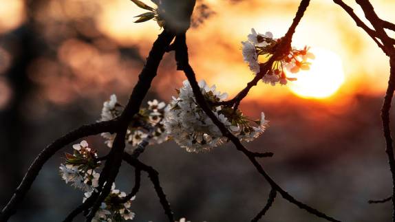 Kirschblüte im Sonnenaufgang