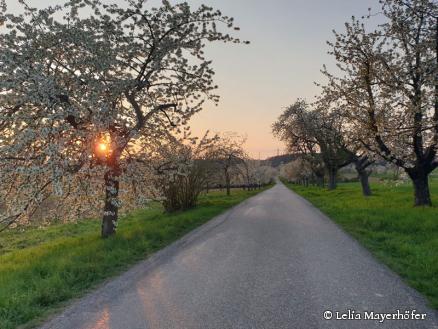 Die Kirschenallee an der Zwingenberger Straße